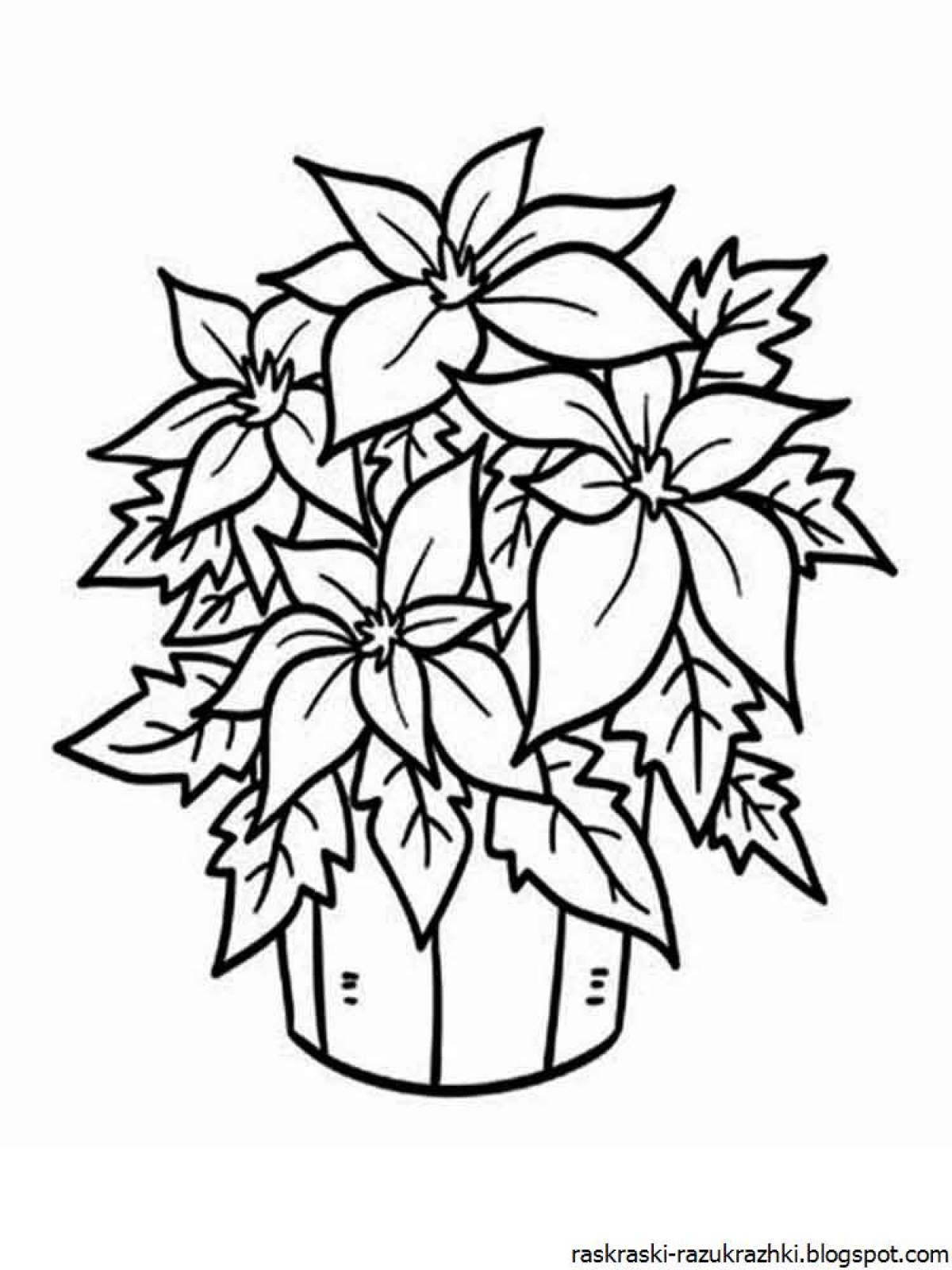 Flowering houseplants coloring pages