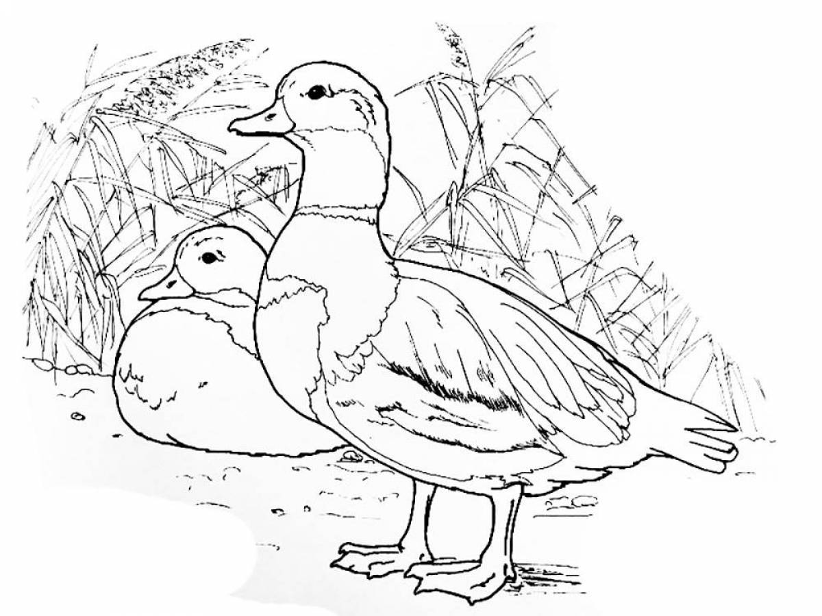 Sunny duck coloring book for kids