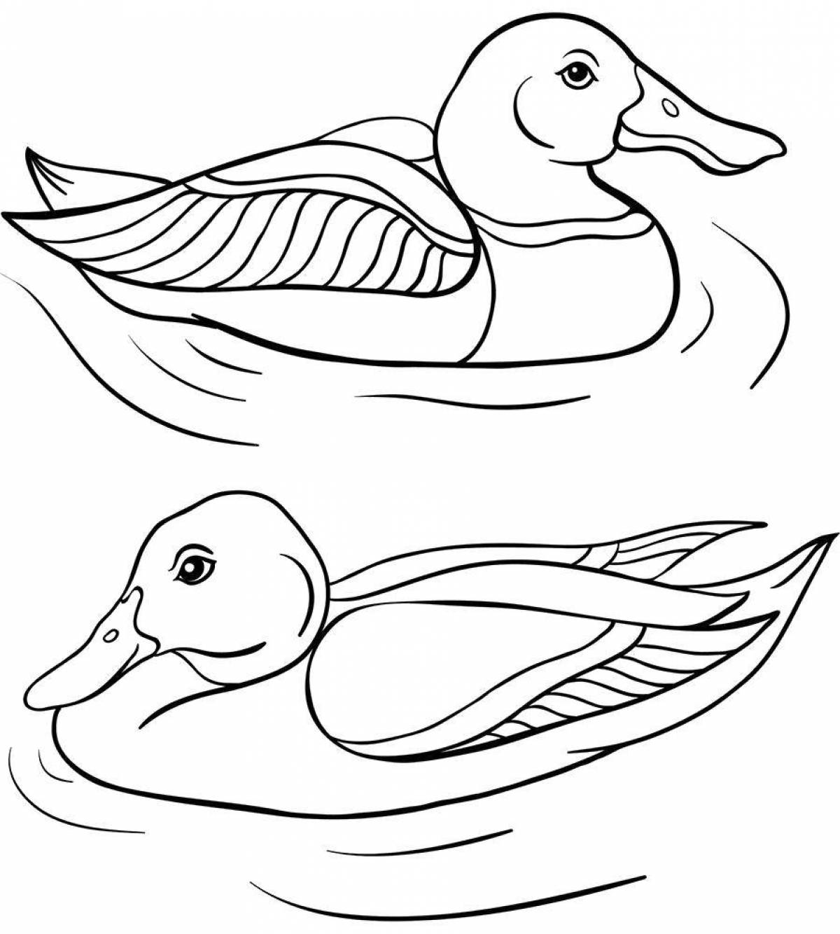Colorful wild duck coloring book for kids