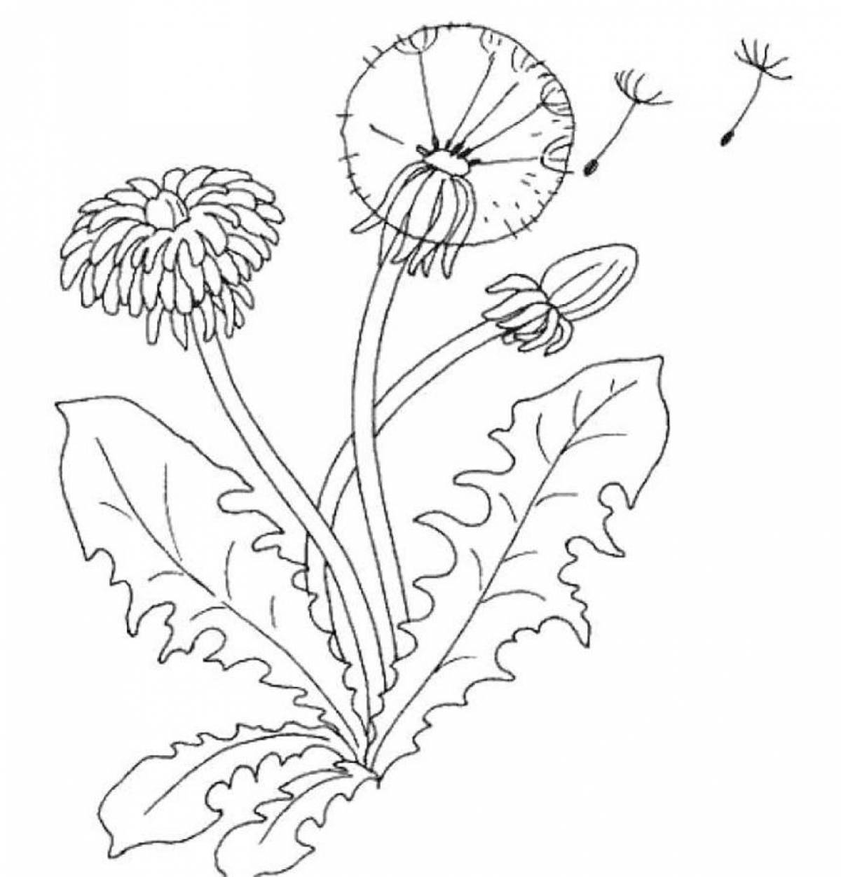 Charming dandelion coloring book