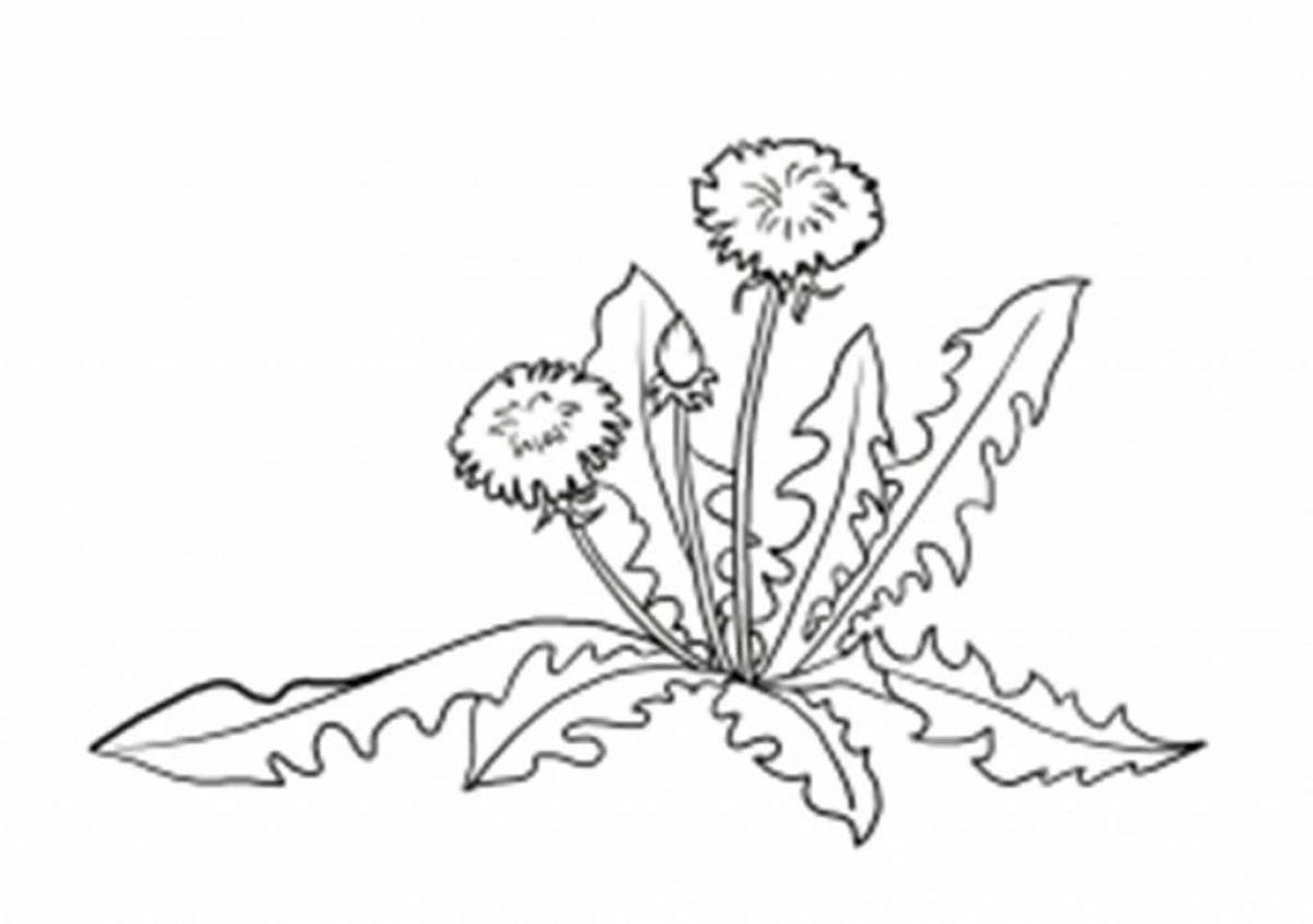 Exquisite dandelion coloring book
