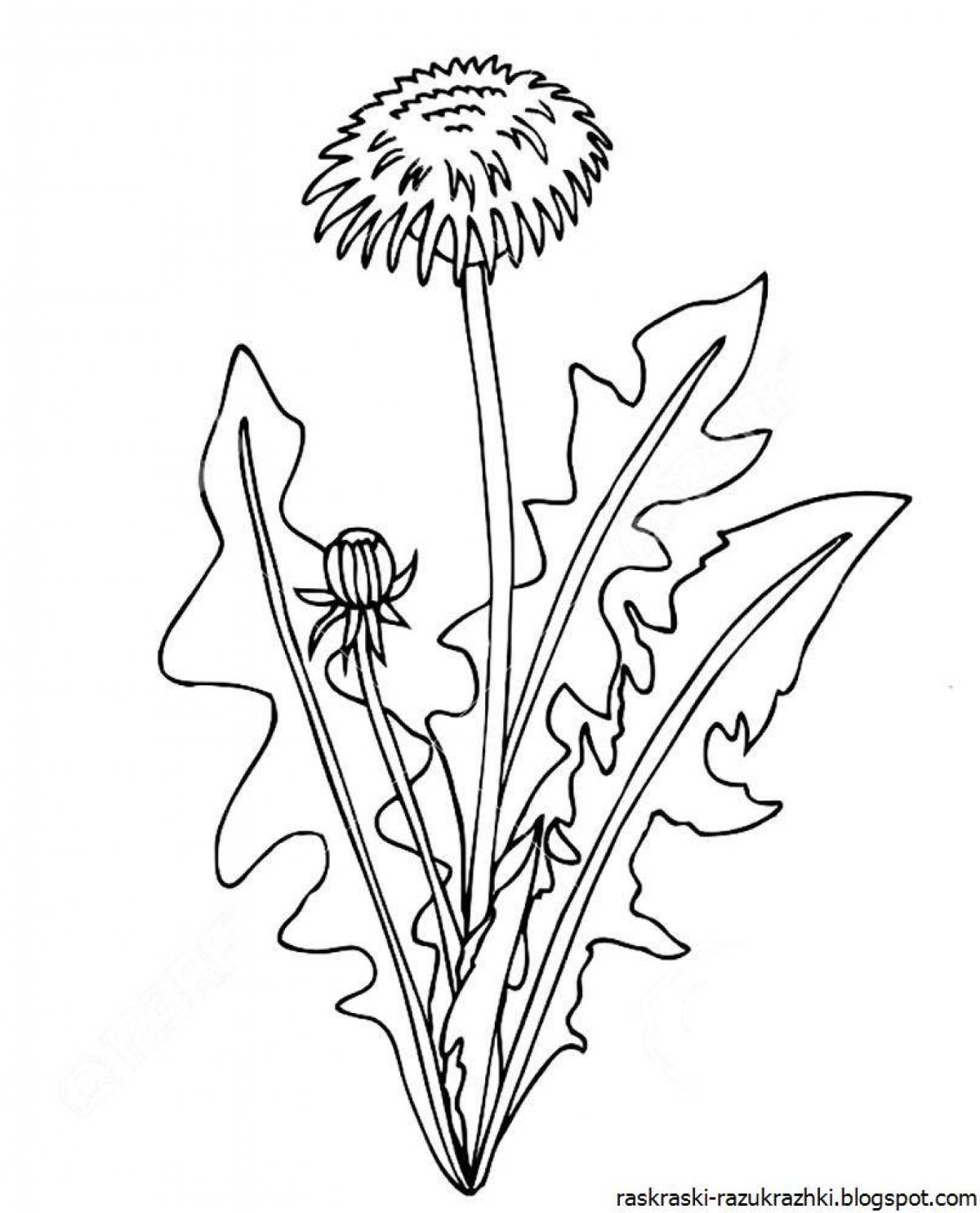 Blissful dandelion coloring page