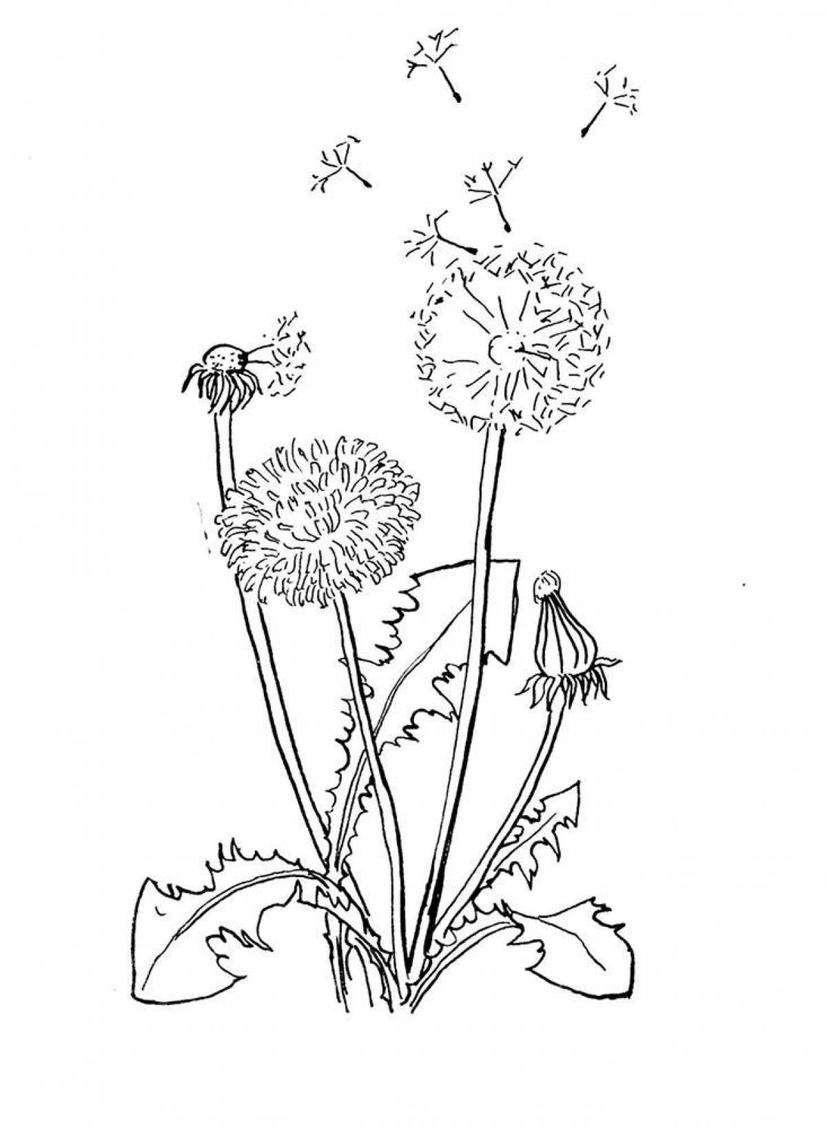 Sparkling dandelion coloring page