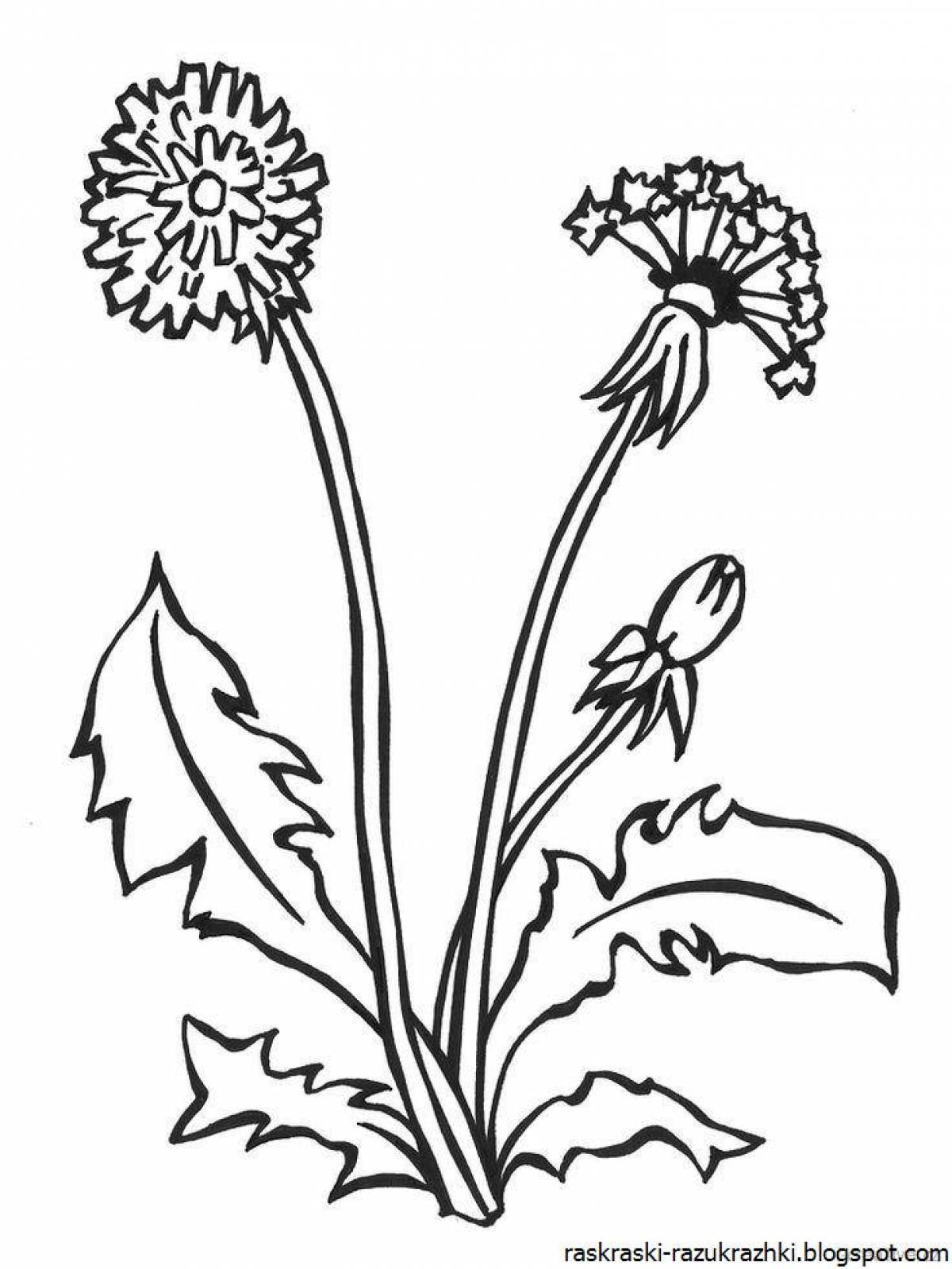 A lovely dandelion coloring book