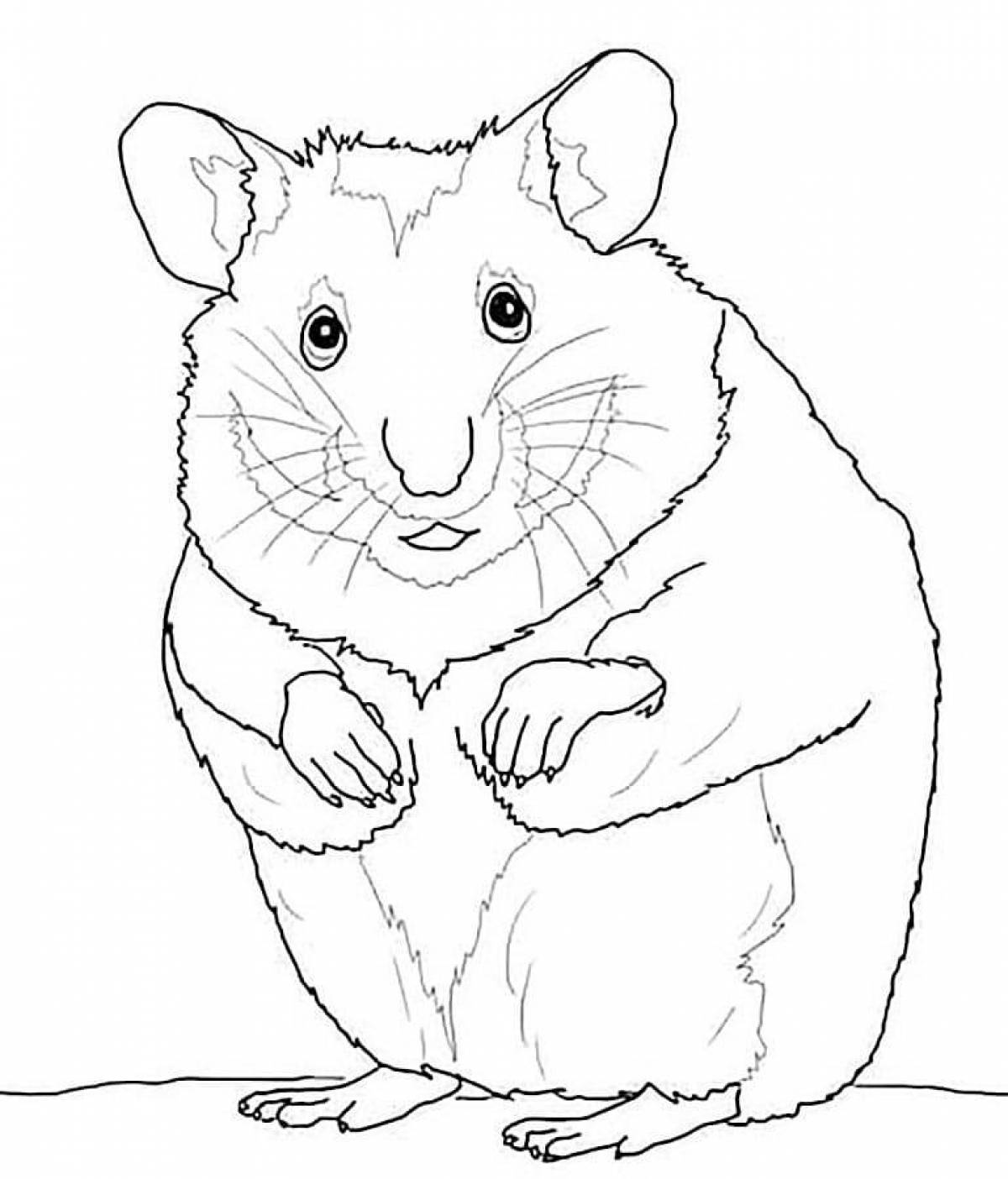 Impressive hamster coloring book for kids