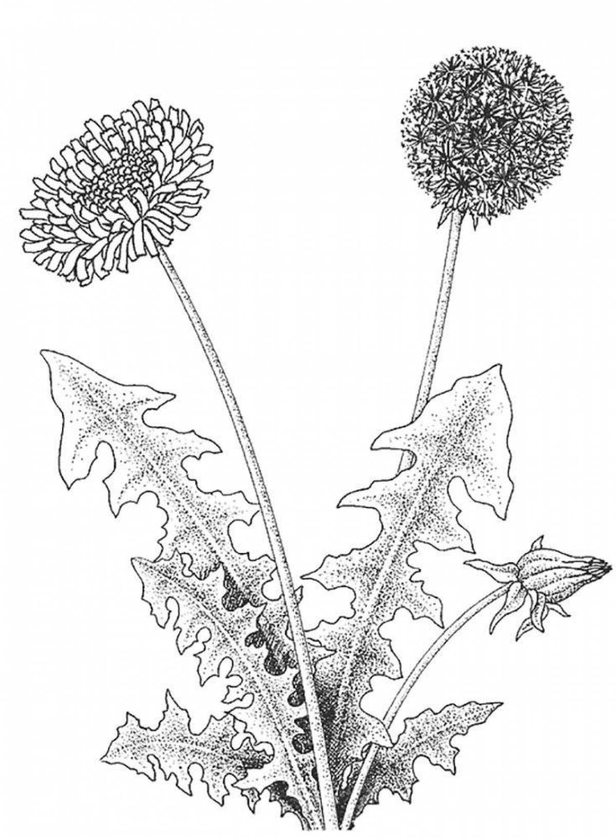 Лист одуванчика рисунок. Одуванчик раскраска. Одуванчик рисунок. Одуванчик раскраска для детей. Раскраска одуванчик цветок.