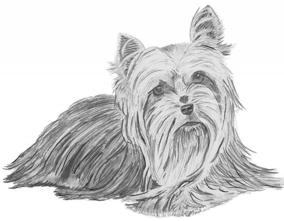 Раскраска собака Йоркширский терьер