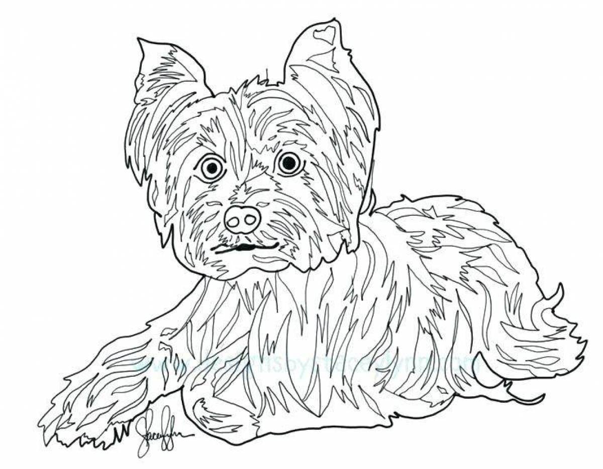Раскраска собака Йоркширский терьер