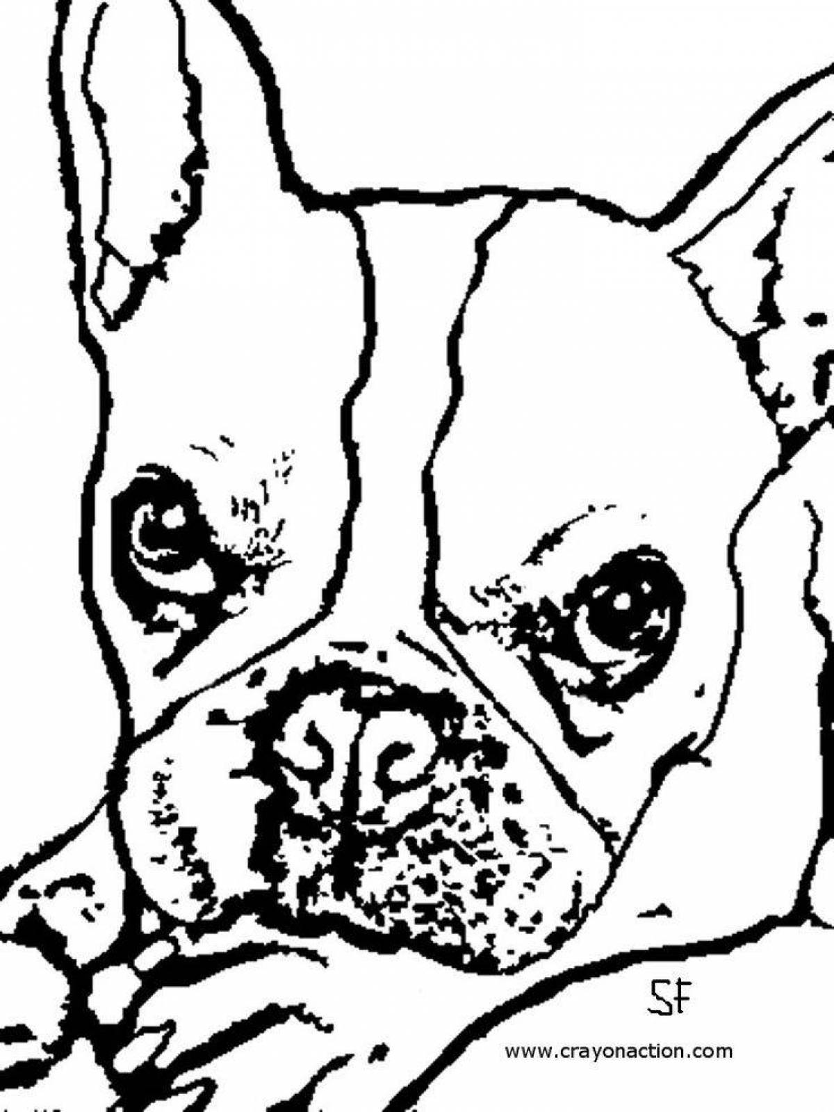 Coloring page cute french bulldog