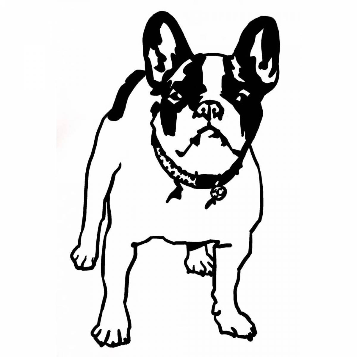 Witty french bulldog coloring page