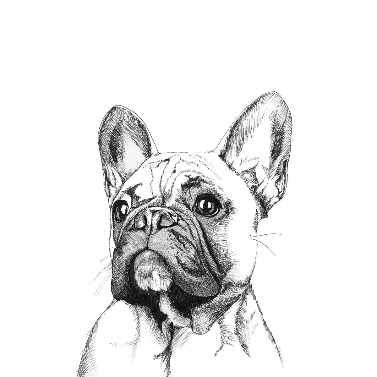 French bulldog coloring page