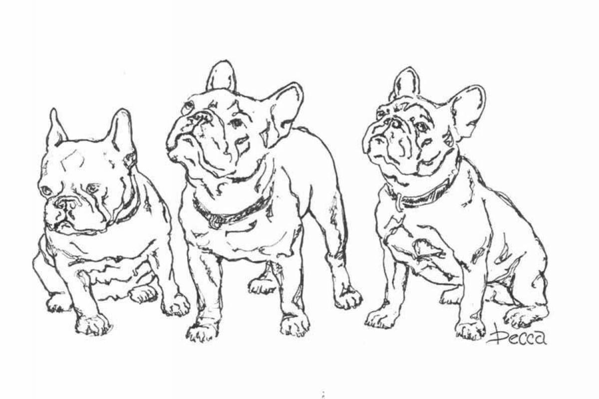 Animated french bulldog coloring page