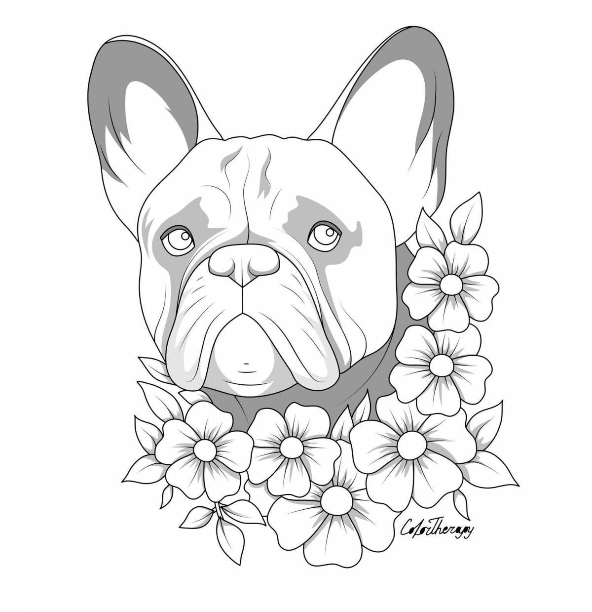 Fine French bulldog coloring page