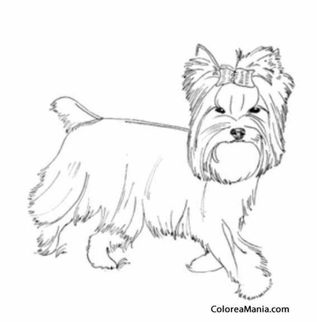 Adorable Yorkshire Terrier coloring page