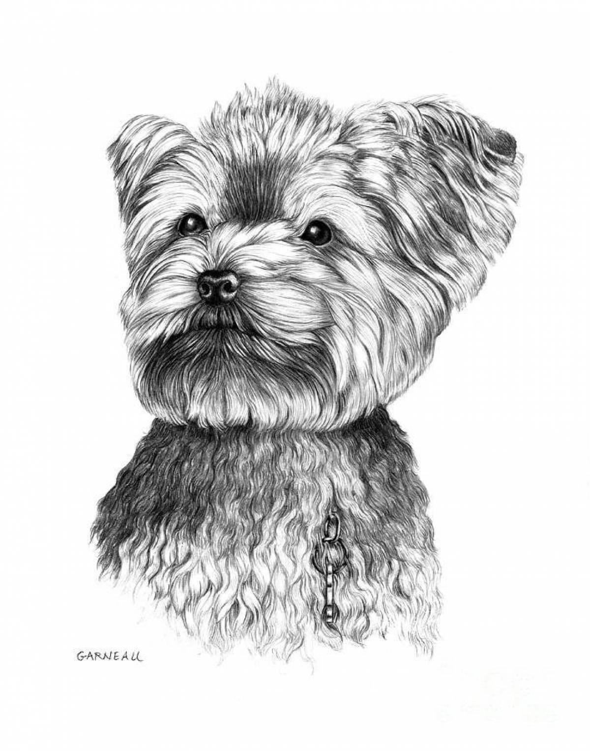 Colouring friendly yorkshire terrier