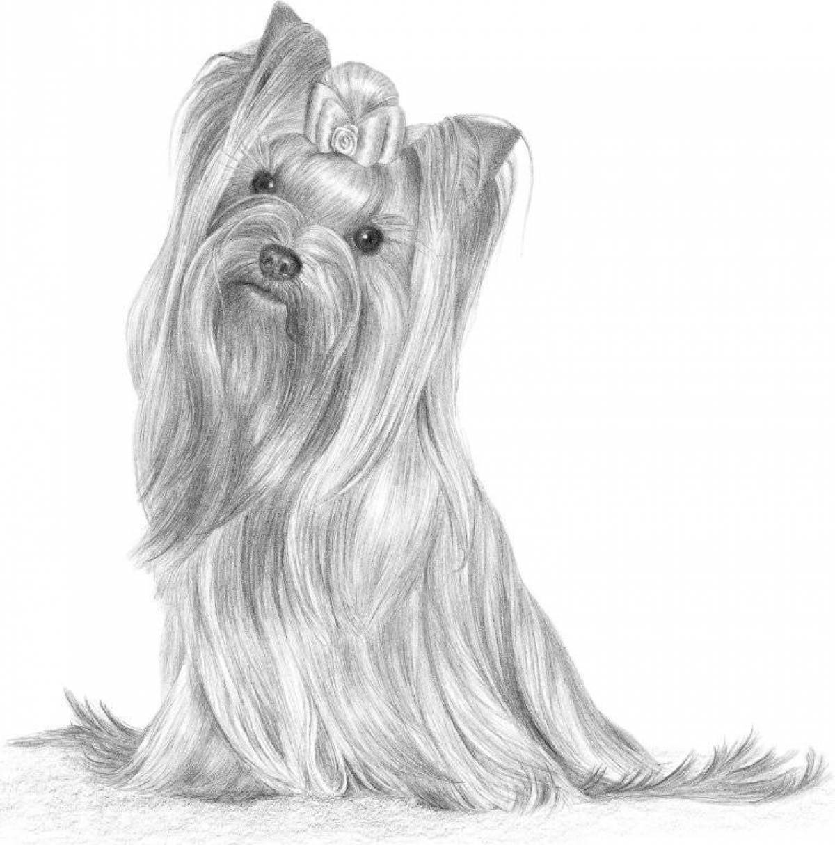 Colouring bright yorkshire terrier