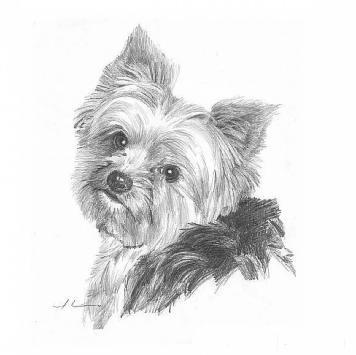 Animated yorkshire terrier coloring page