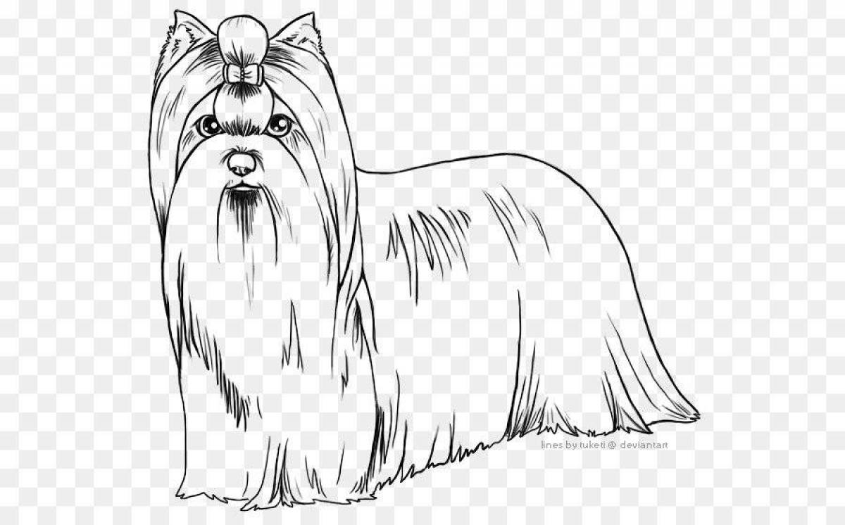 Yorkshire terrier coloring page