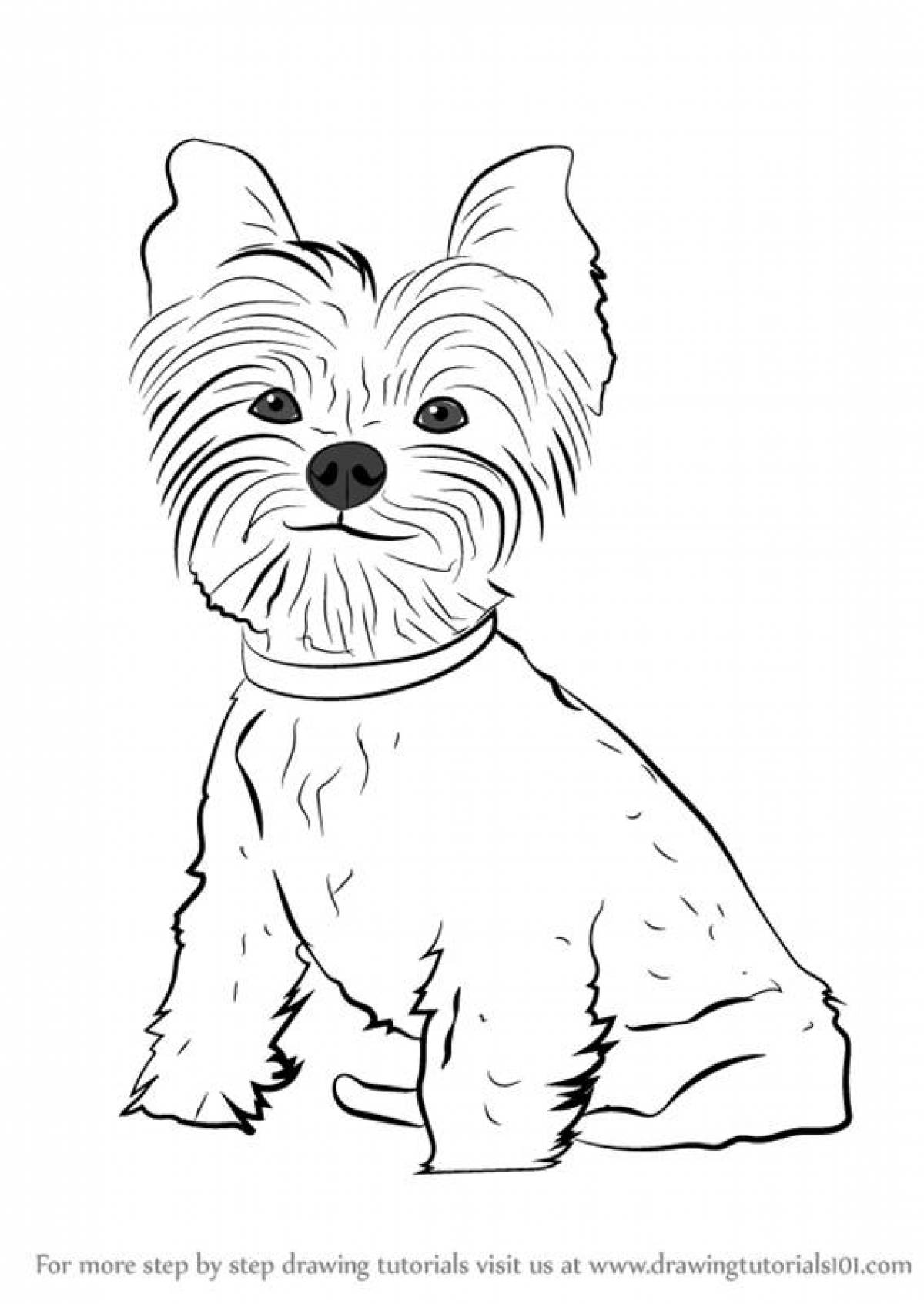 Colorful yorkshire terrier coloring page