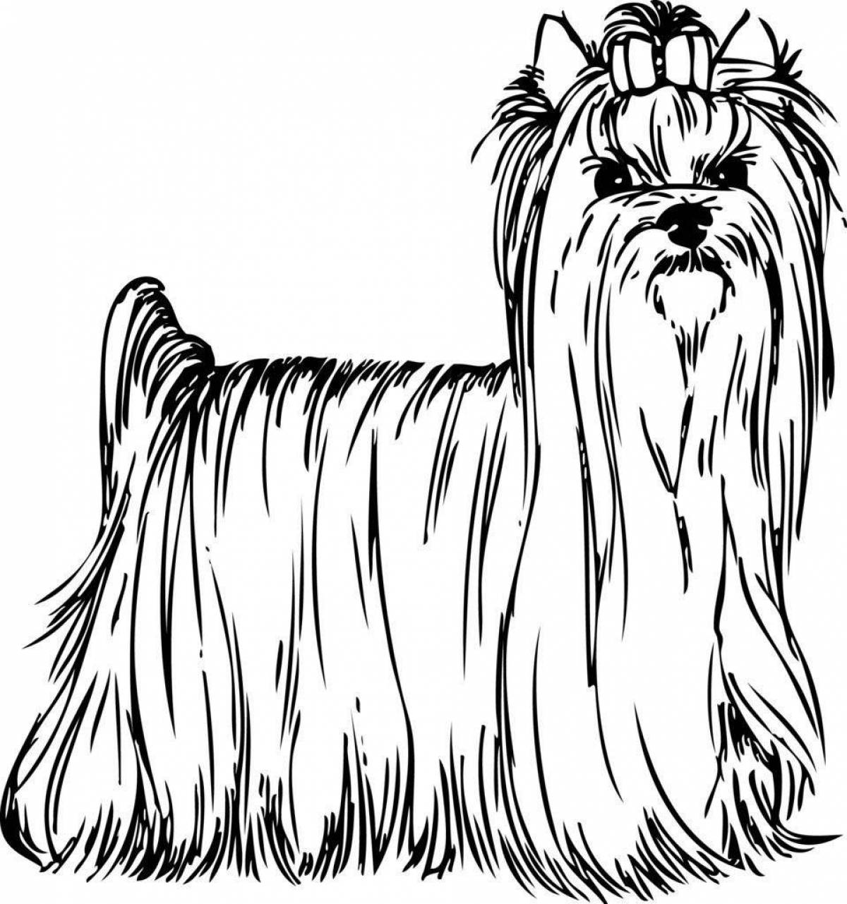 Colouring funny yorkshire terrier