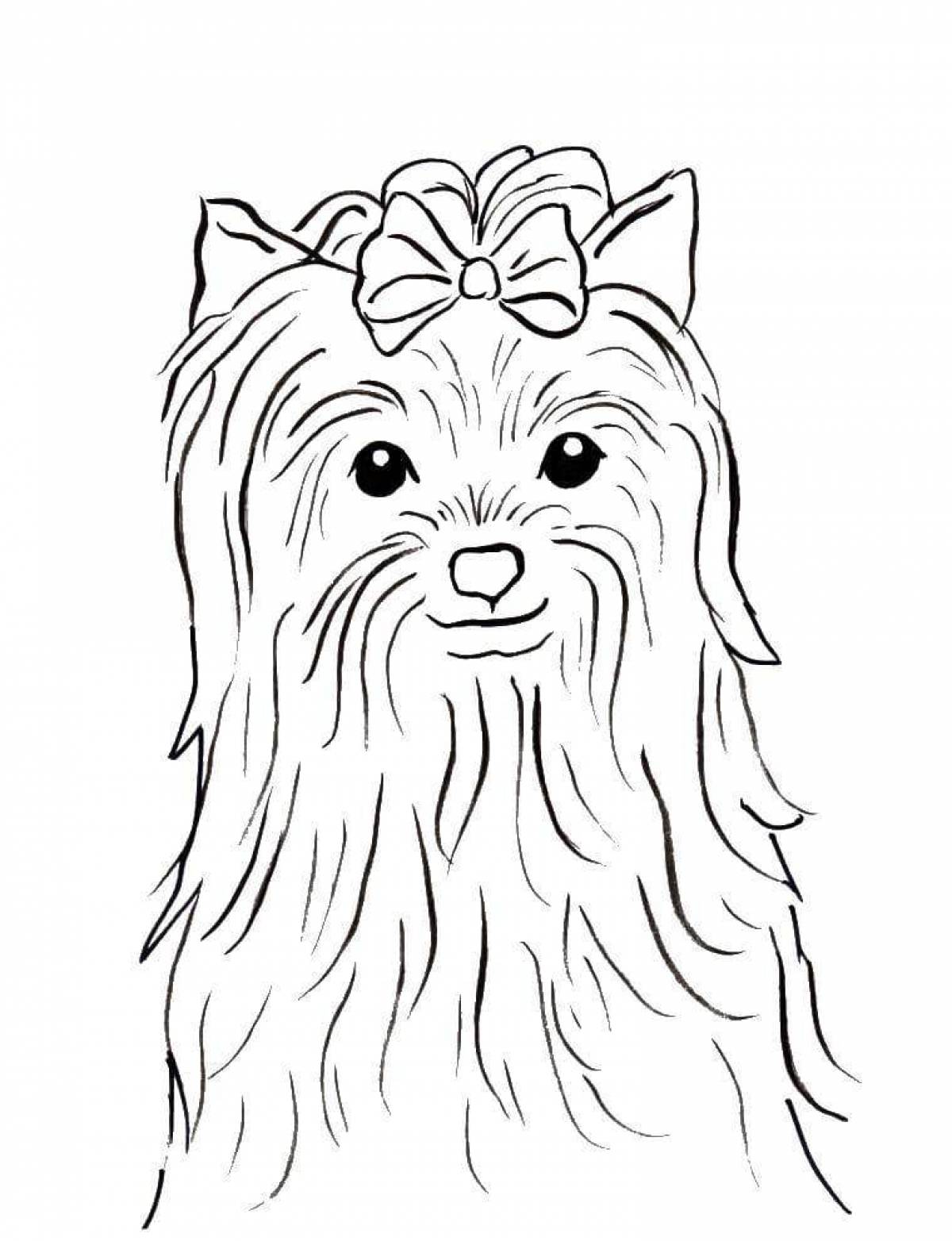 Coloring expressive yorkshire terrier
