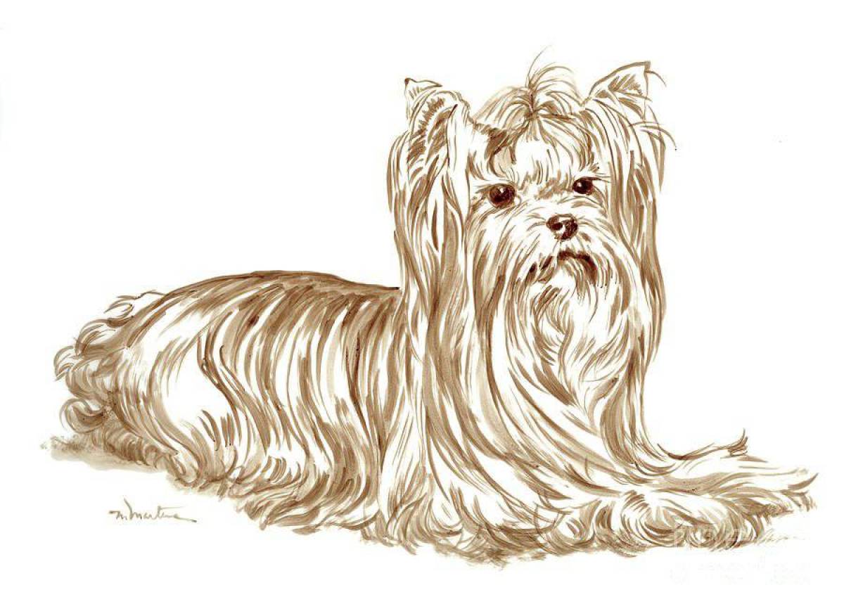 Coloring page of a fascinating Yorkshire terrier