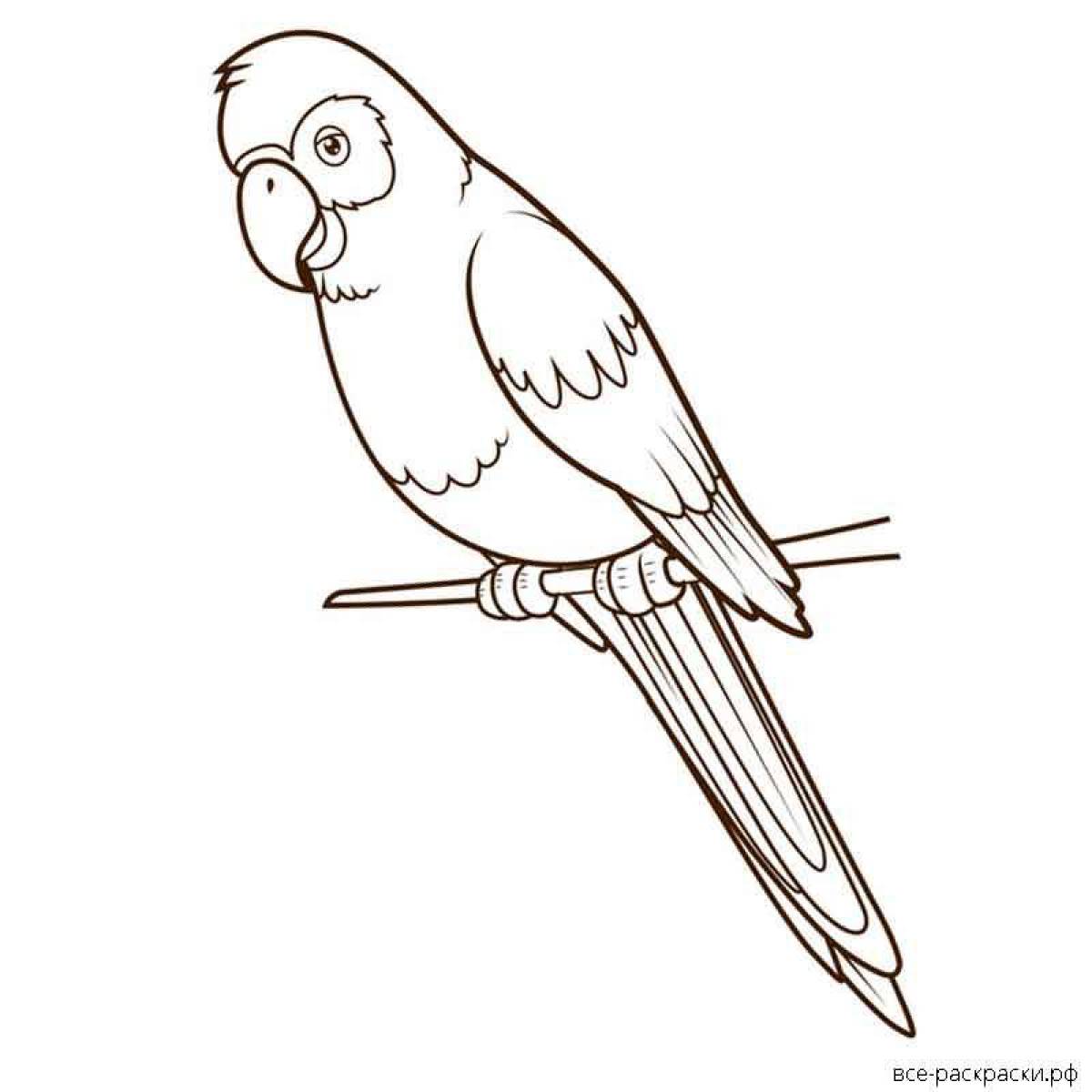 Волнистый попугай раскраска для детей
