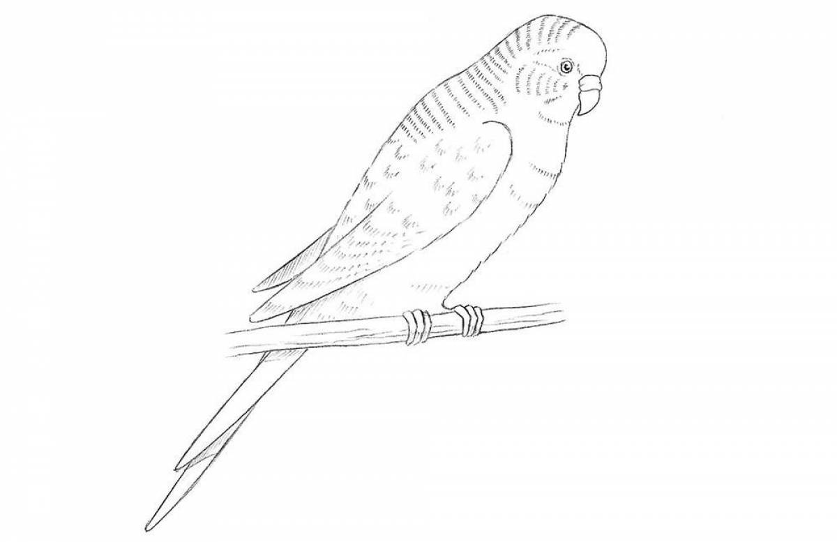 Как нарисовать попугая фото