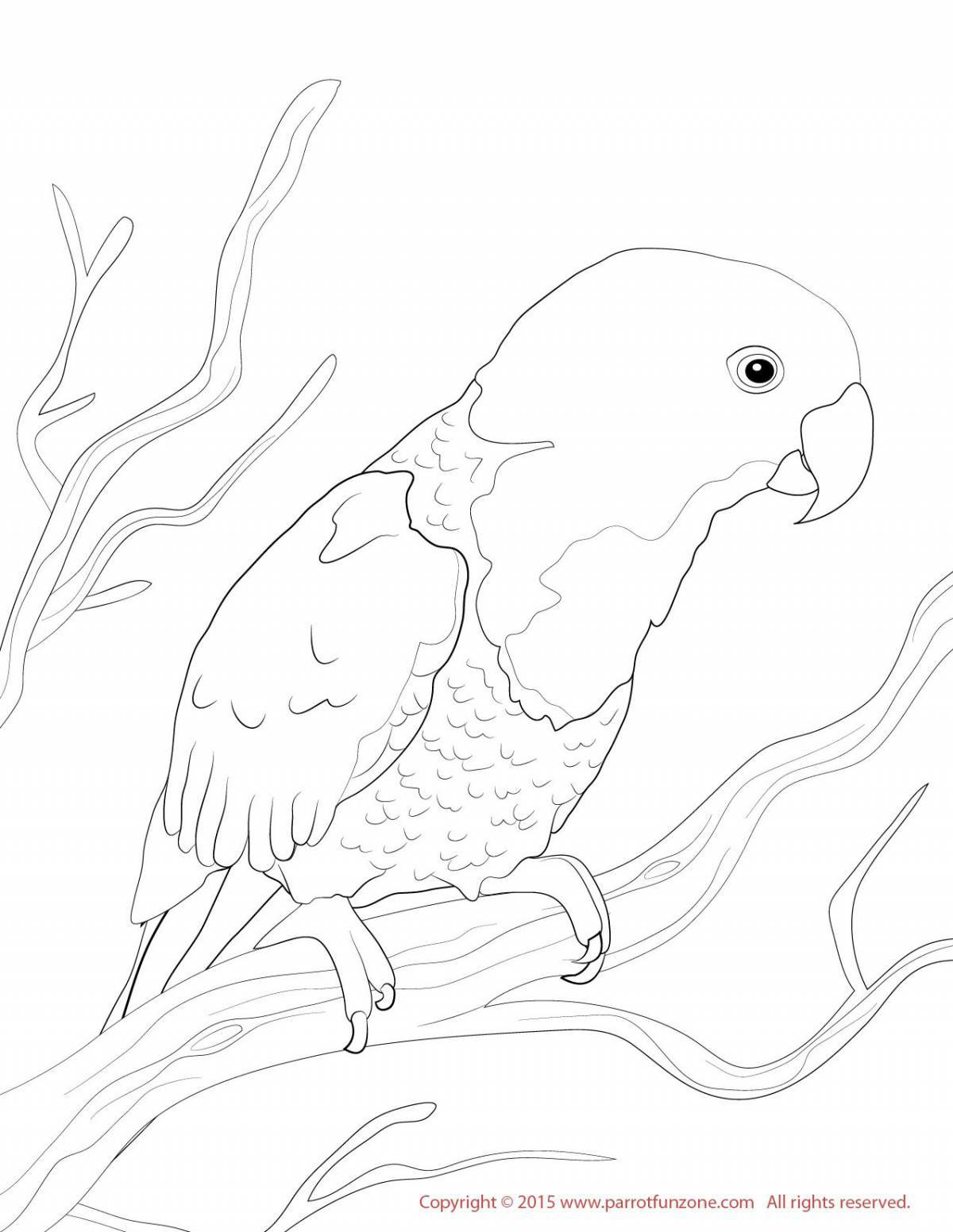 Игривая страница раскраски волнистого попугайчика