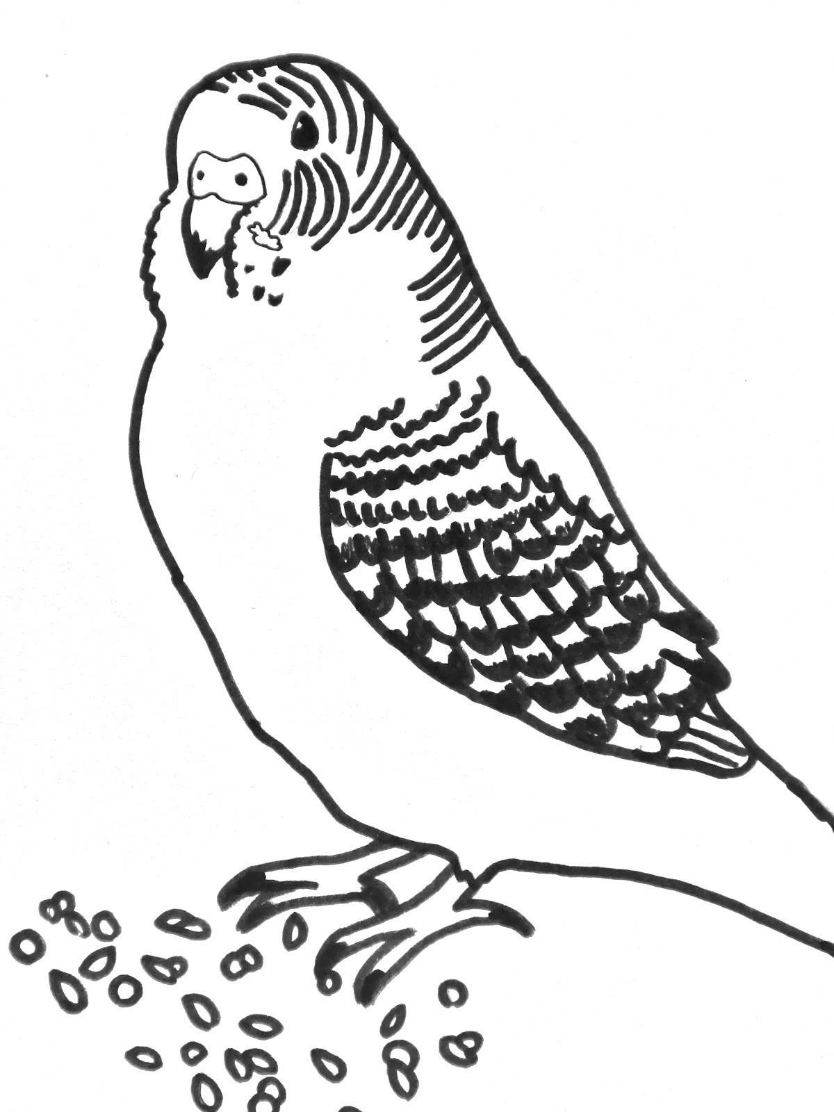 Анимированная страница раскраски волнистый попугайчик