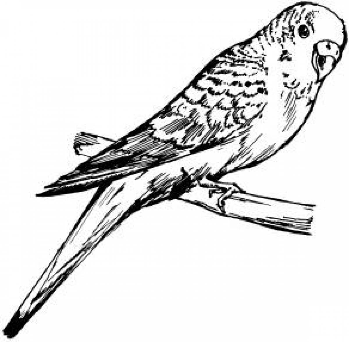 Раскраска Волнистый попугай, скачать и распечатать раскраску раздела Птицы