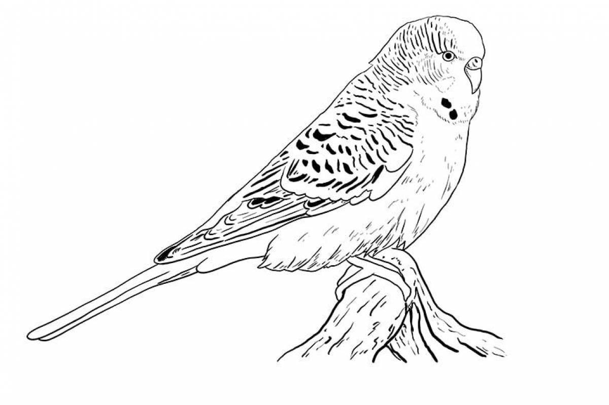 Раскраска волнистый волнистый попугайчик