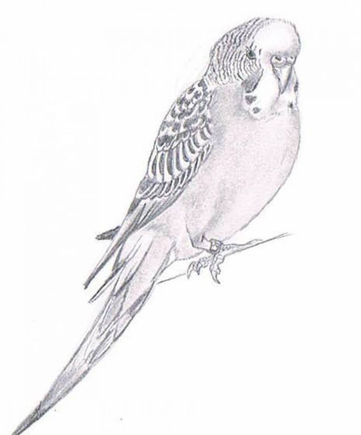Charming budgerigar coloring page