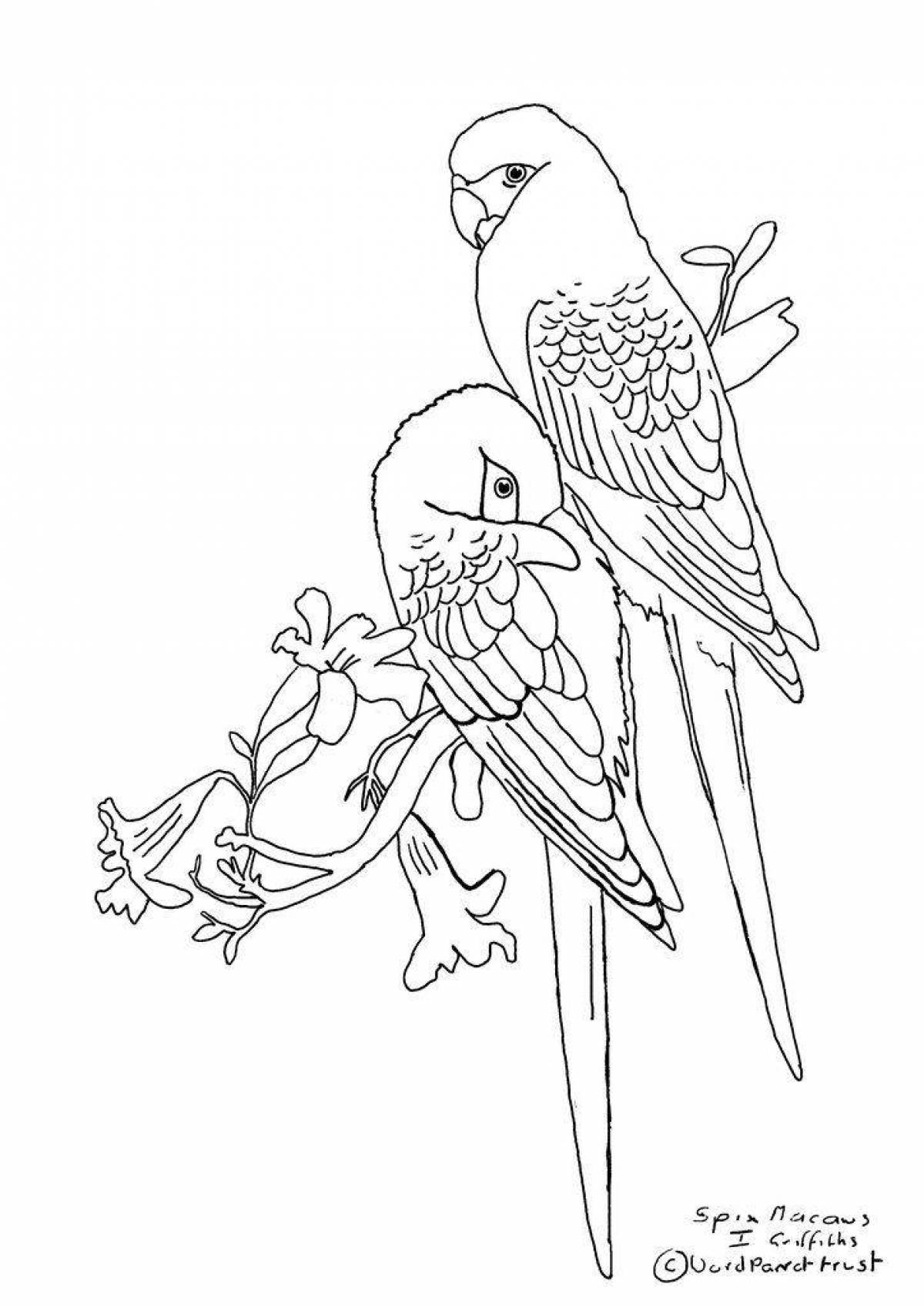 Sweet budgerigar coloring page