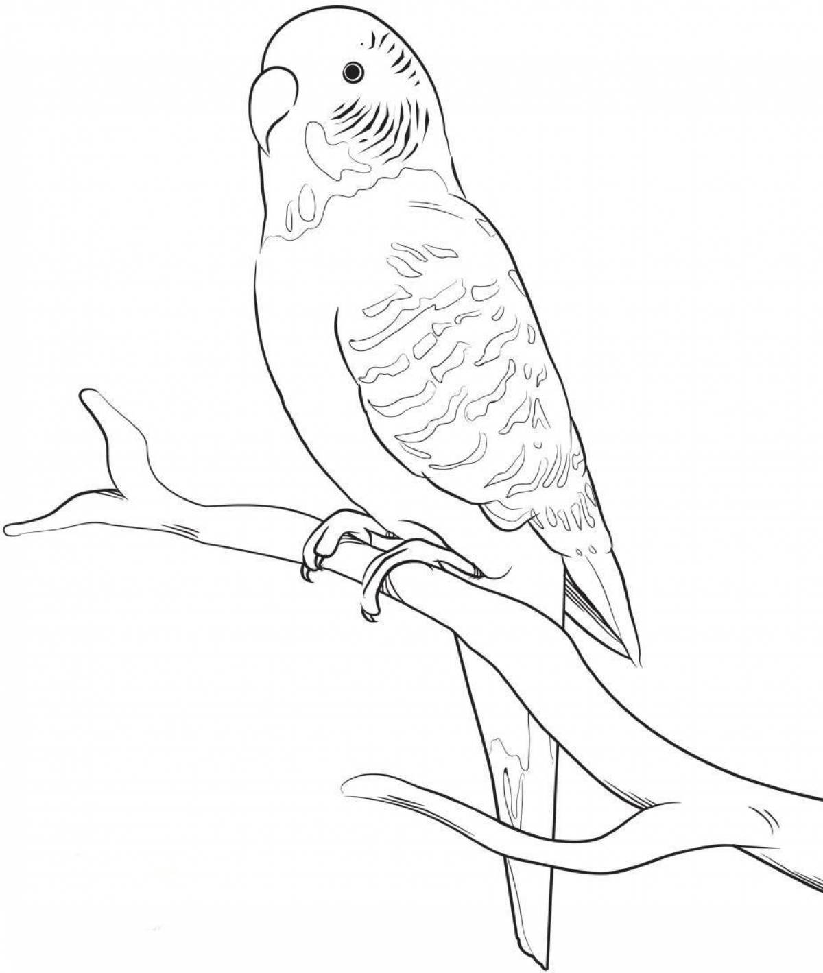 Увлекательная раскраска волнистый попугайчик