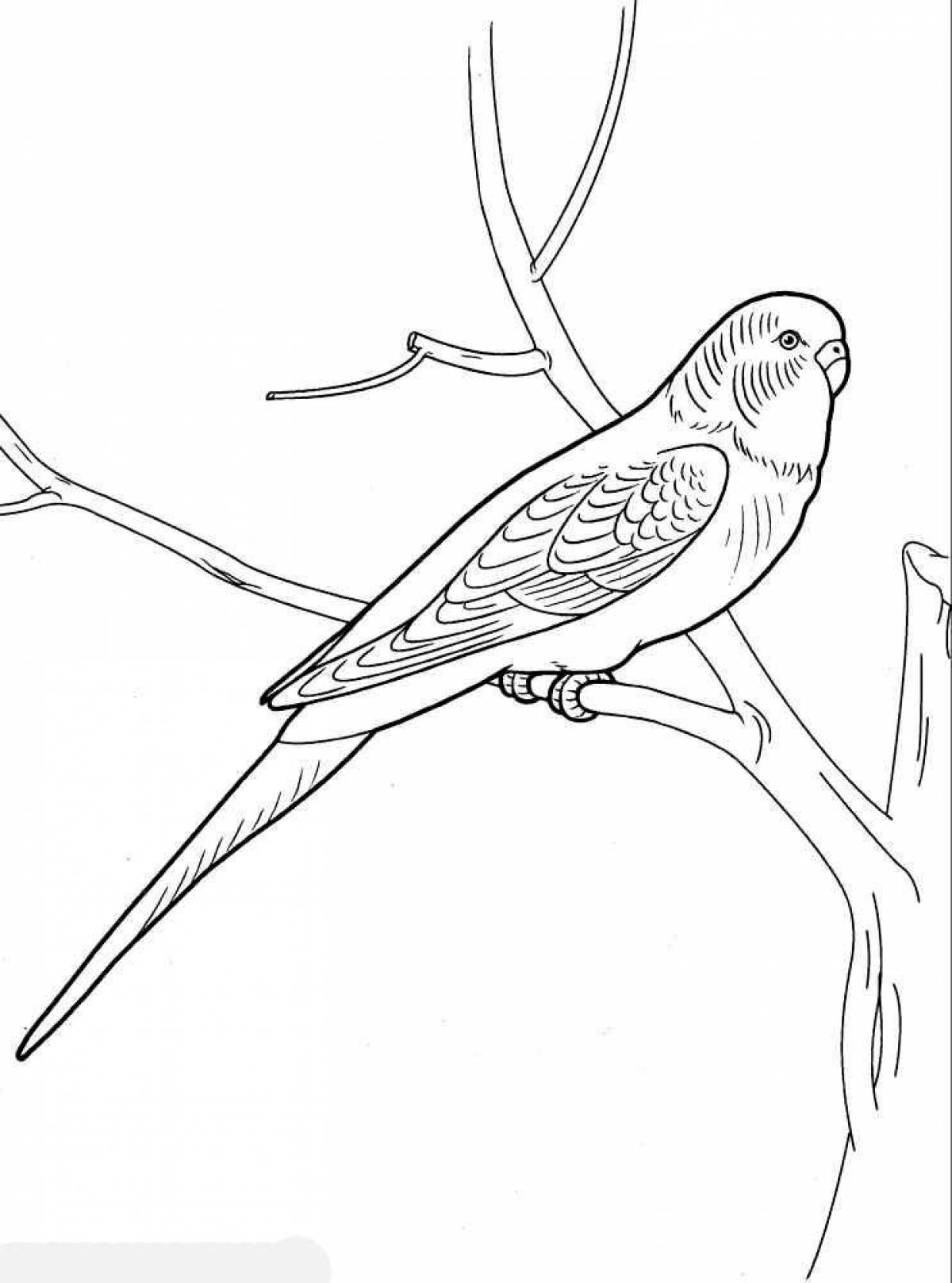 Юмористическая раскраска волнистый попугайчик