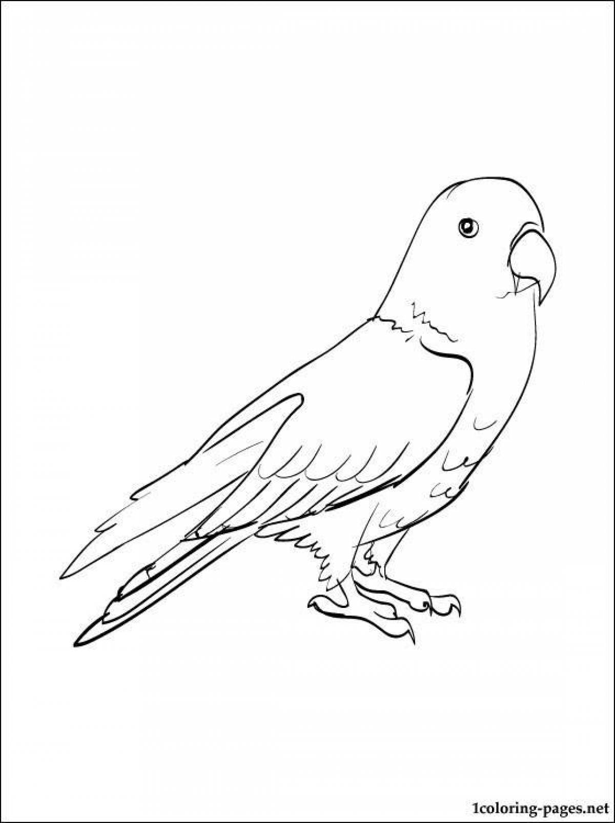 Fancy budgerigar coloring page