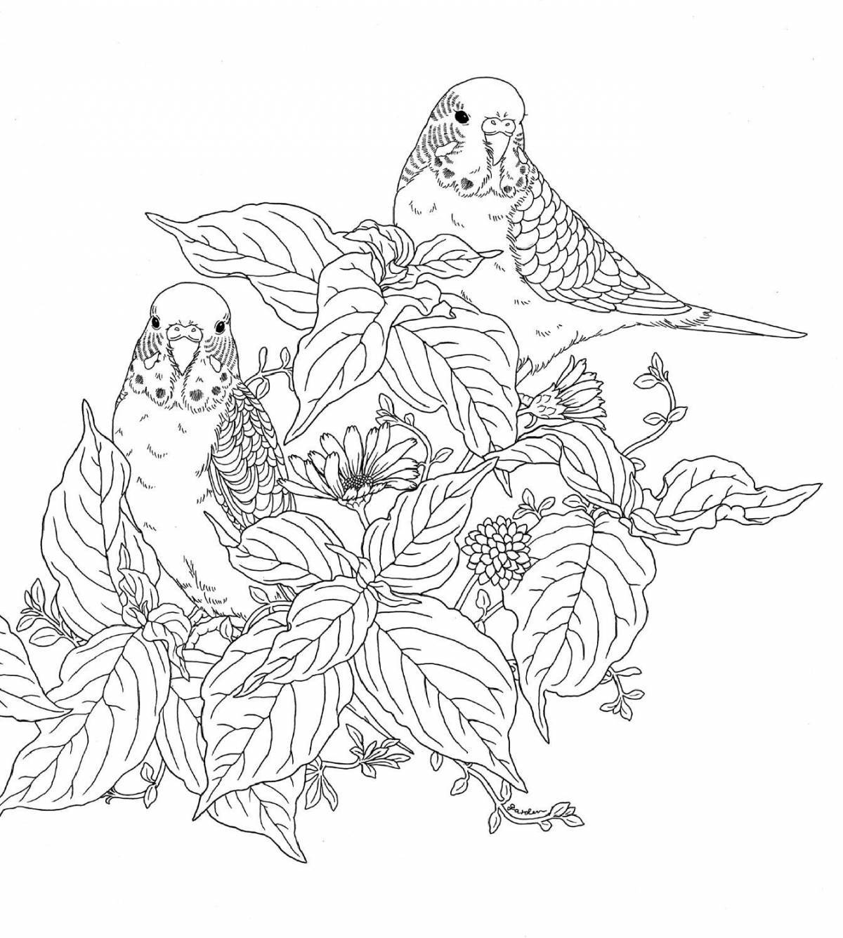 Coloring book witty budgerigar