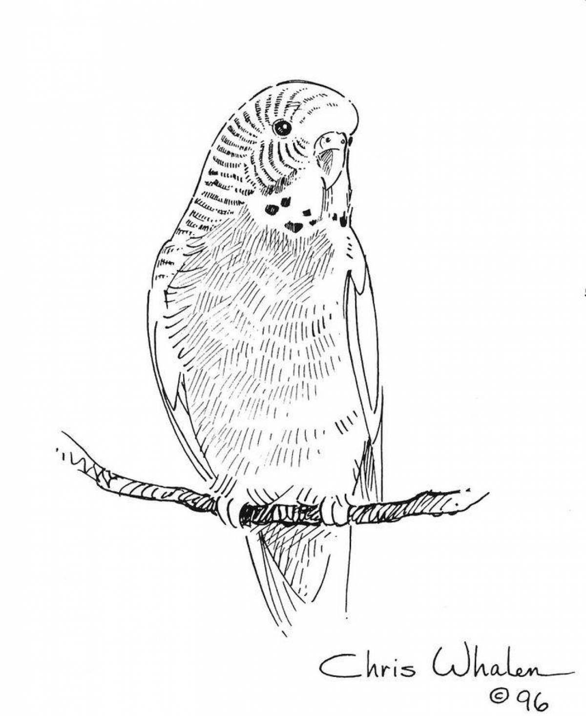 Budgerigar coloring page with rich colors