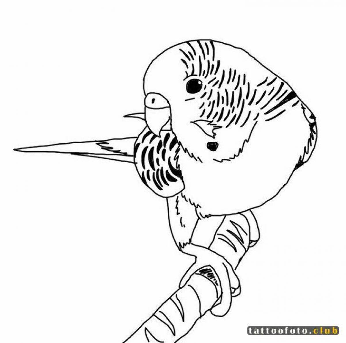 Волнистый попугай для раскрашивания