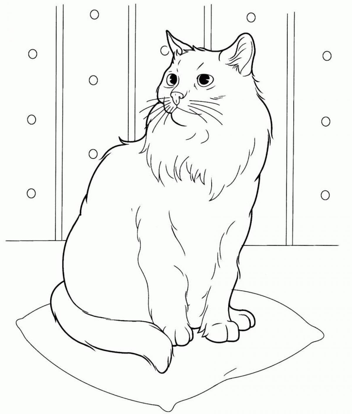 Coloring book shiny cat