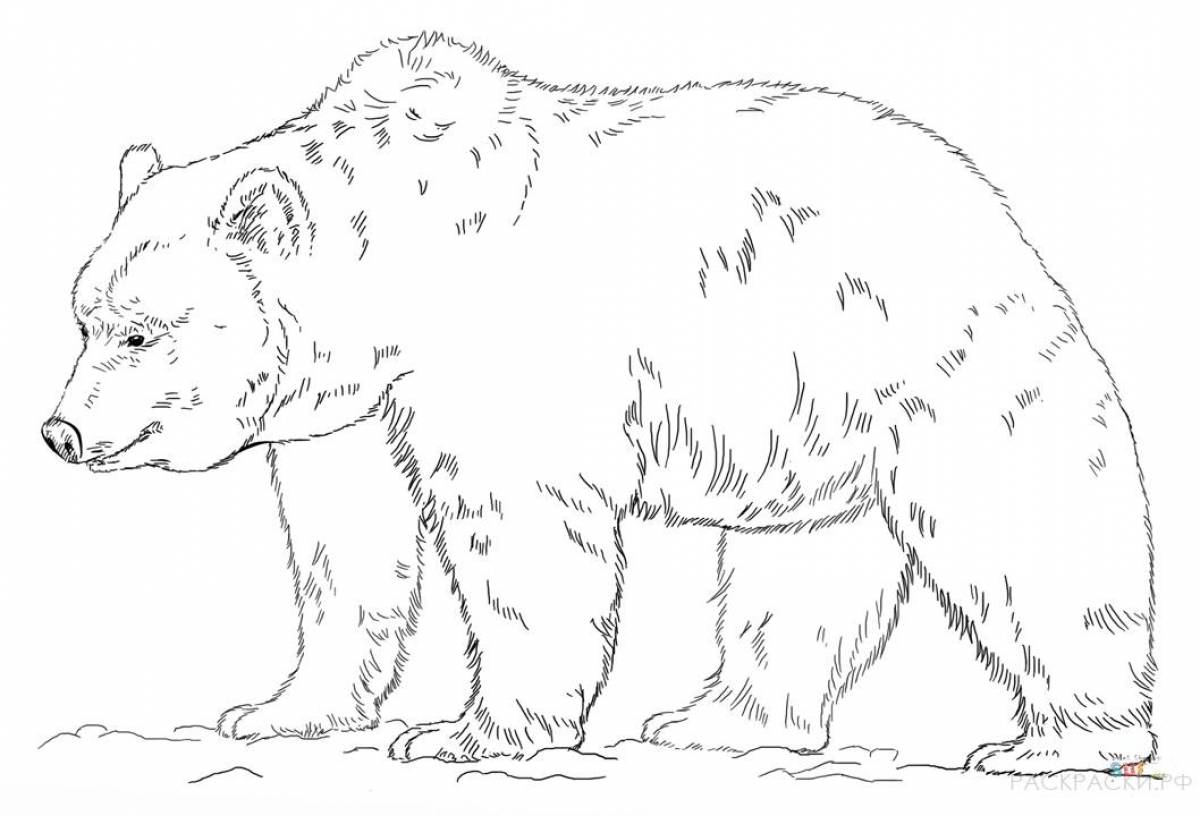 Распечатка медведя. Контур медведя сбоку. Медведь раскраска. Бурый медведь раскраска. Медведь раскраска для детей.