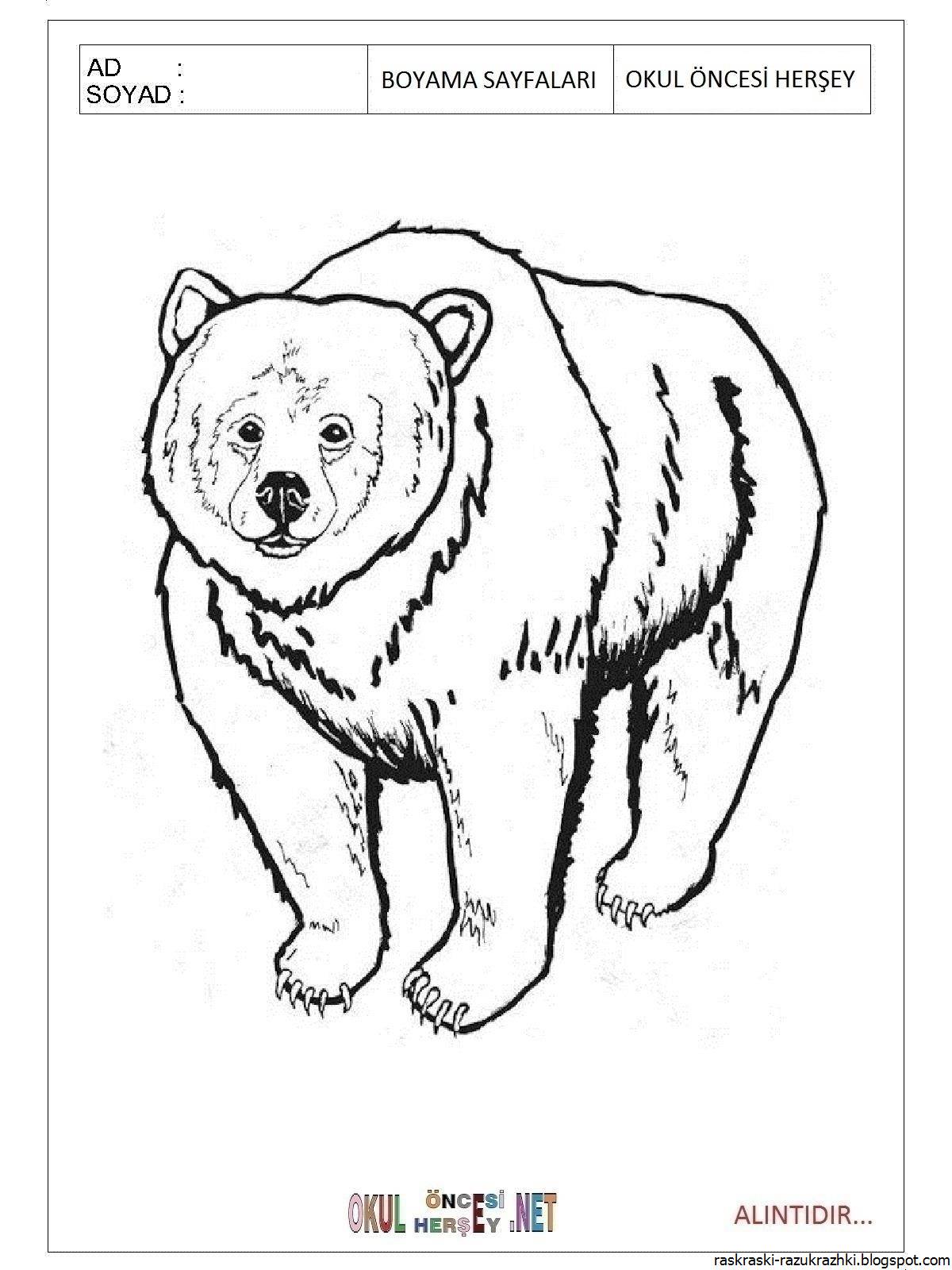 Coloring book ferocious brown bear