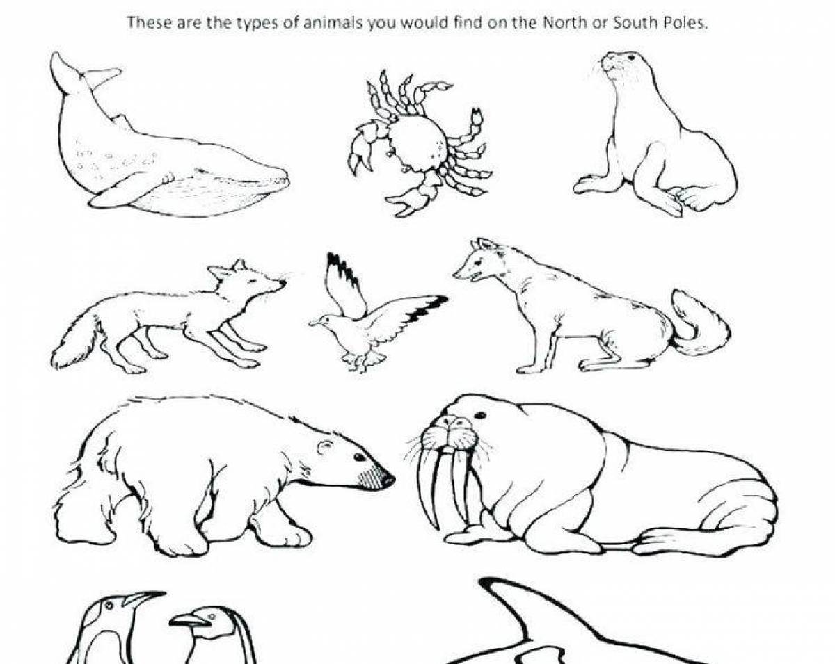 Fine coloring animals of the north