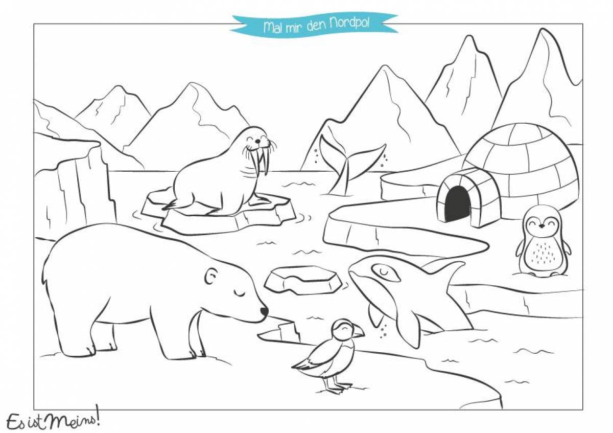 Animals of the north for preschoolers #8