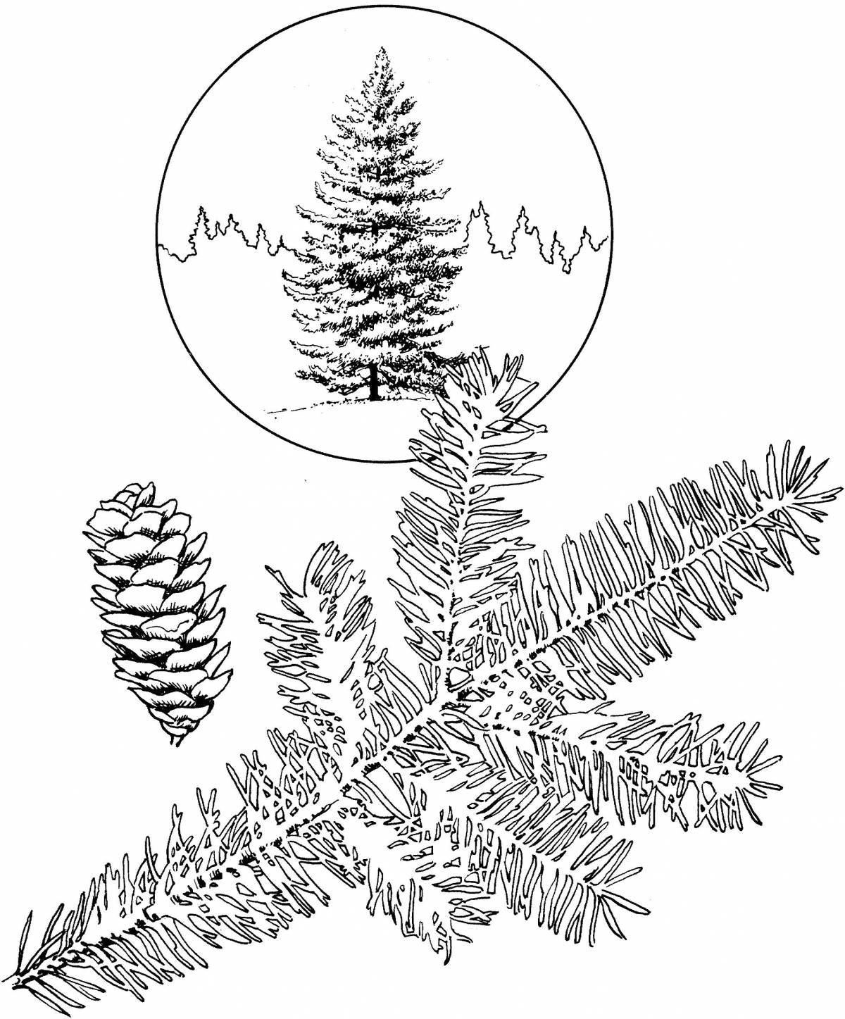 Unique spruce coloring