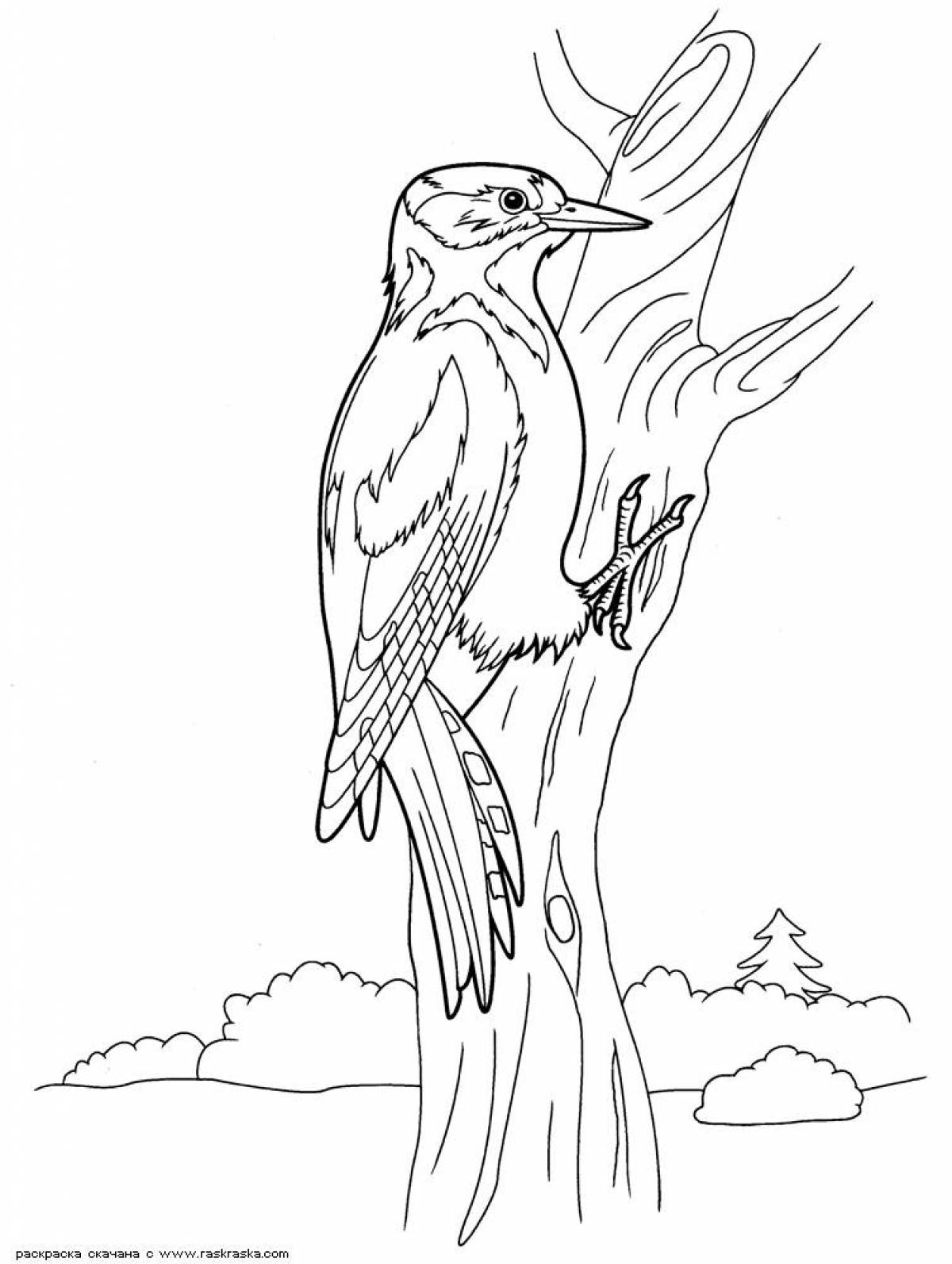 Coloring book fat woodpecker for kids