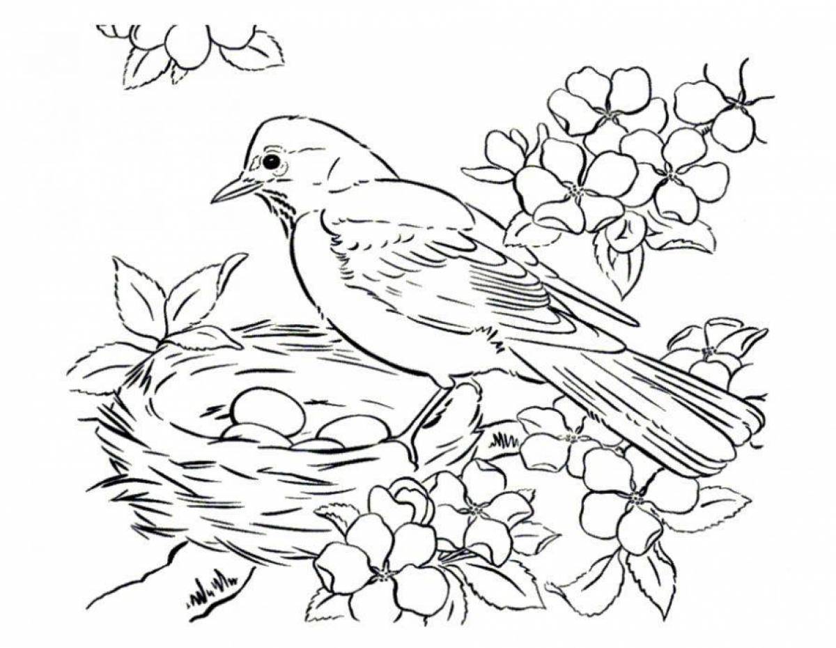 Wonderful coloring with birds for children 6-7 years old