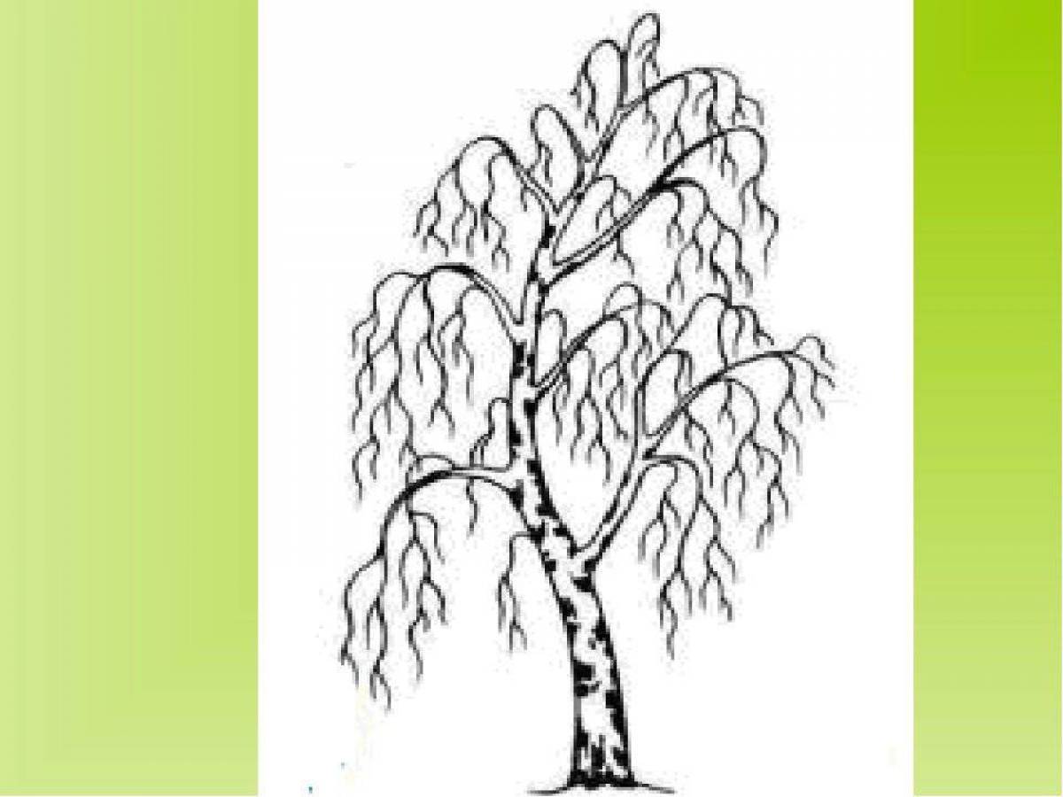 Coloring dazzling birch for kids