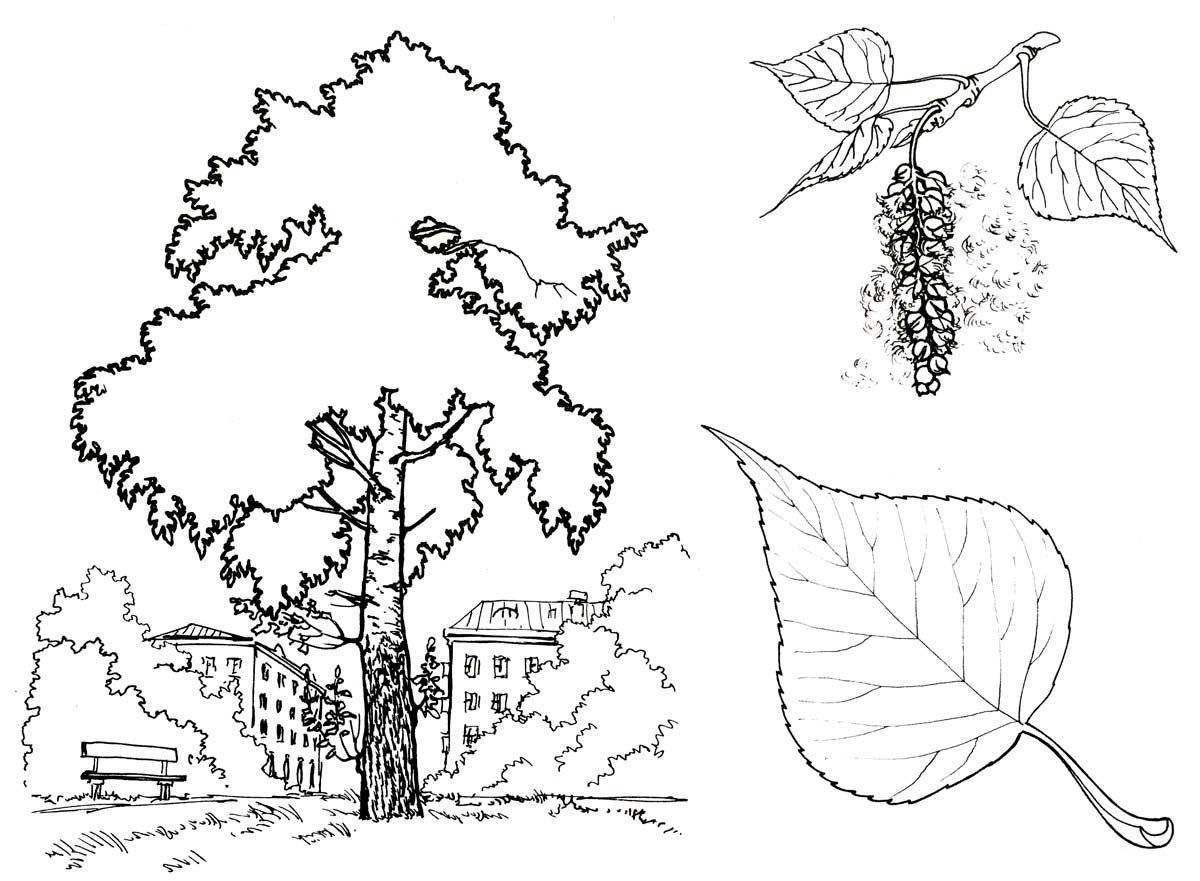 Awesome birch coloring pages for kids